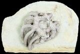 Crinoid (Agaricocrinus) Fossil - Crawfordsville, Indiana #87977-1